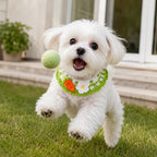 Maltese dog playing while wearing carrot knit pet collar