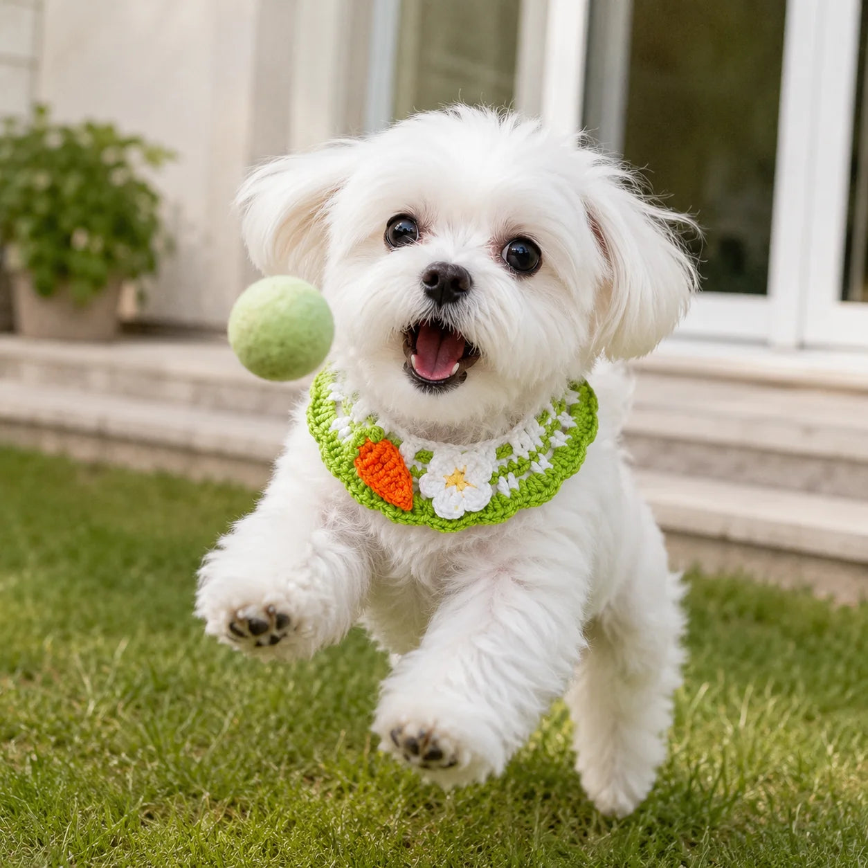 Maltese dog playing while wearing carrot knit pet collar