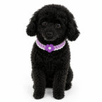 Purple Crochet Flower Pet Collar on dog