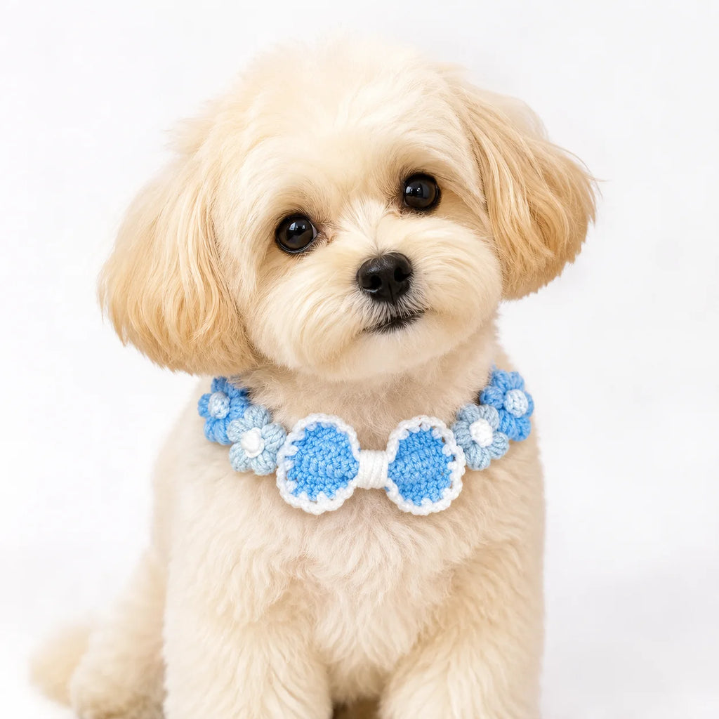 Dog Wearing Blue Crochet Collar