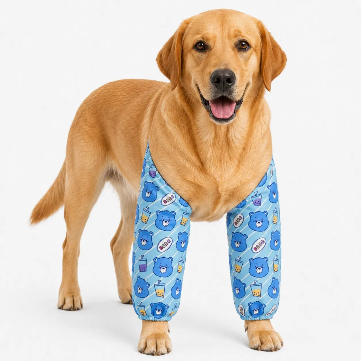 Large dog wearing blue bear thickened elbow guards