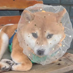 Large Star Drawstring Mesh Dog Face Cover