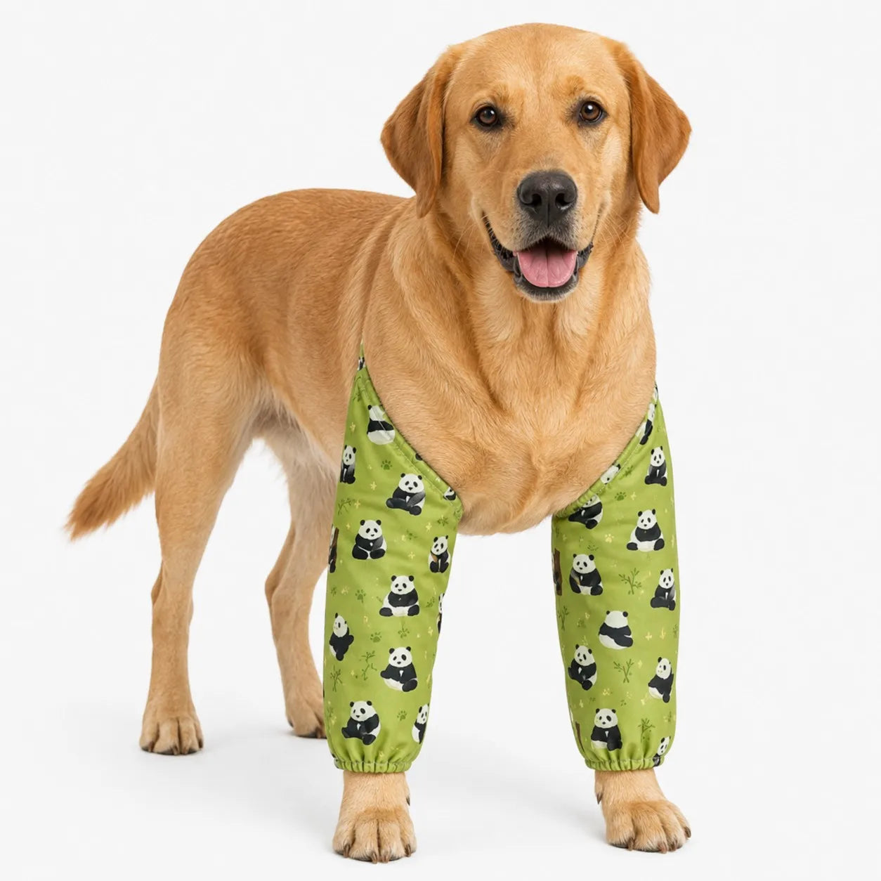 Large dog wearing green panda thickened elbow guards