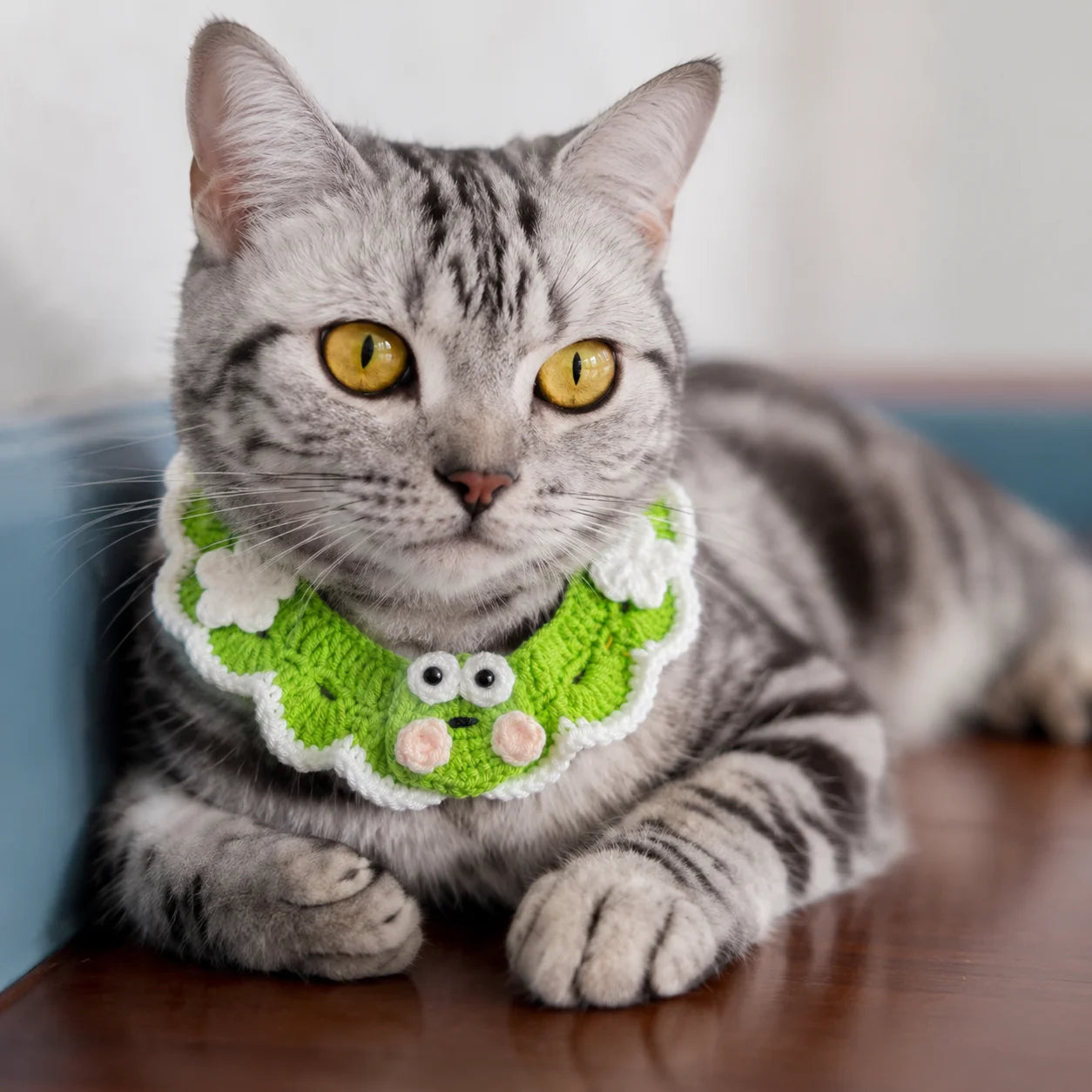 Gray tabby cat lying down wearing green frog collar