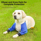 Yellow labrador dog lying down on green grass wearing blue front leg protector sleeves