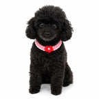 Pink Crochet Flower Pet Collar on dog